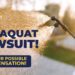 Paraquat Lawsuit | Claim Compensation For Parkinson's Risk